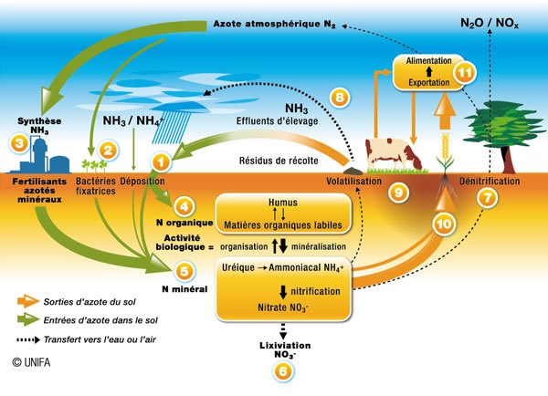 Les cycles biologiques des engrais azotés et phosphorés -  notre-environnement