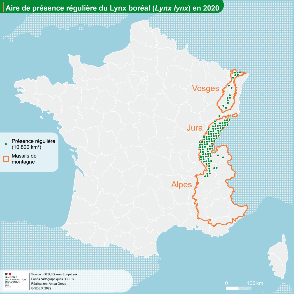 Le lynx boréal – Fiche signalétique