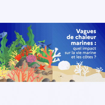 Les canicules marines bouleversent déjà la vie sous l'eau