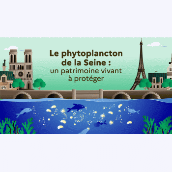 Dans la Seine, des sentinelles microscopiques indispensables