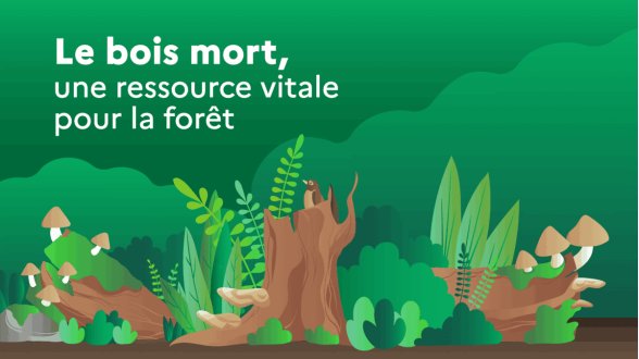 La biodiversité cachée du bois mort en forêt