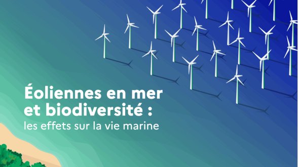 L'état des connaissances scientifiques internationales sur les effets des parcs éoliens en mer