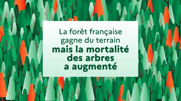 En France, la forêt s'étend mais s'affaiblit