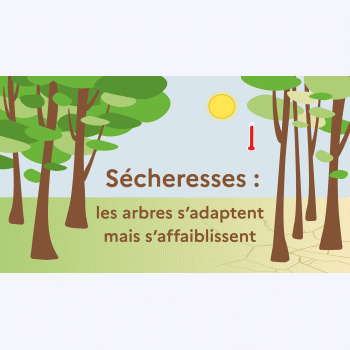 Comment les forêts réagissent-elles aux effets du changement climatique ?