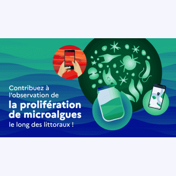 Sciences participatives : signalez les eaux inhabituelles en mer