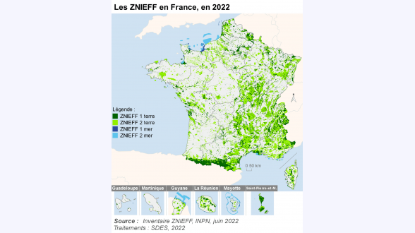 La fourmi électrique. Crédits photo : C.Jacq