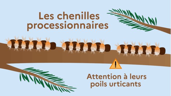 Au printemps, les chenilles processionnaires reviennent : quels sont les dangers ?
