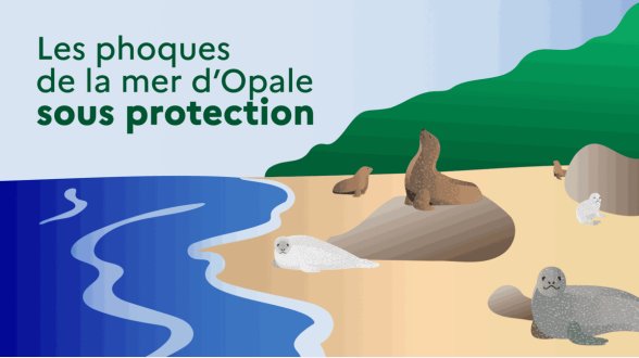 Le retour des phoques sur les côtes picardes