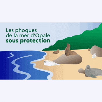 Le retour des phoques sur les côtes picardes