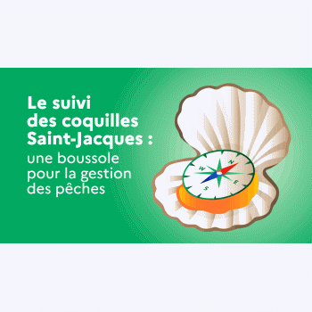Coquilles Saint-Jacques : observer pour mieux pêcher