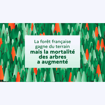 En France, la forêt s'étend mais s'affaiblit
