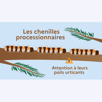 Au printemps, les chenilles processionnaires reviennent : quels sont les dangers ?