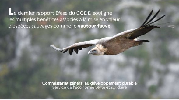 Dessin d'un papillon