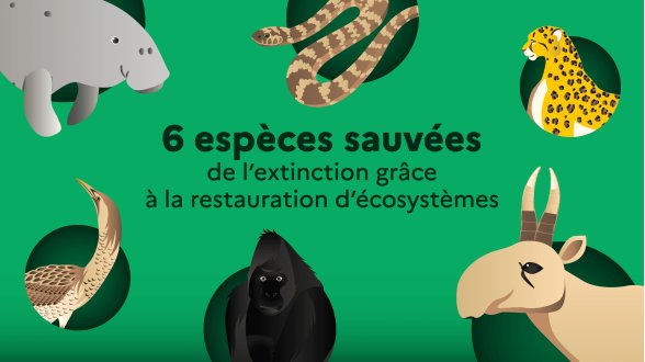 Biodiversité : 6 espèces sauvées en protégeant les milieux naturels
