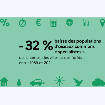 En ville, dans les champs ou en forêt : que nous disent les oiseaux sur l'état de la nature ?