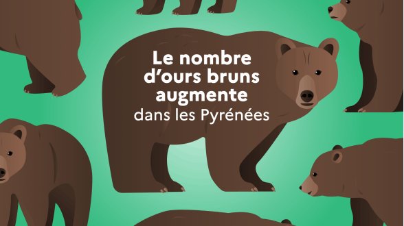 Dans les Pyrénées, le nombre d'ours bruns continue de progresser