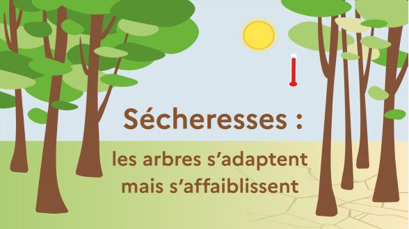 Comment les forêts réagissent-elles aux effets du changement climatique ?
