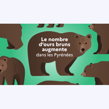 Dans les Pyrénées, le nombre d'ours bruns continue de progresser