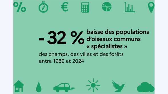 En ville, dans les champs ou en forêt : que nous disent les oiseaux sur l'état de la nature ?