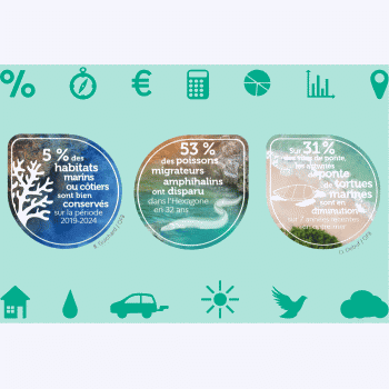 Année de la mer 2025 : où en est la biodiversité marine et côtière en France ?