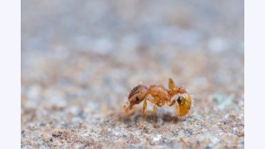 La fourmi électrique. Crédits photo : C.Jacq