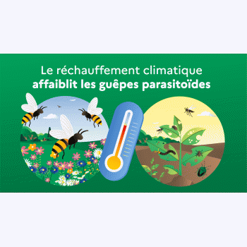 Agriculture : la chaleur affaiblit des insectes qui protègent les cultures