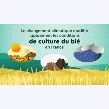 Blé : des récoltes menacées d'ici 2100 si rien ne change