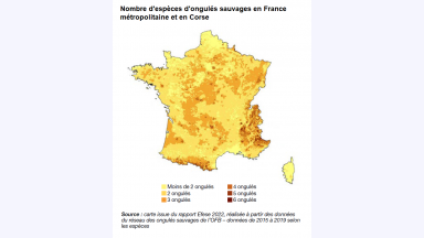 {{Carte présentant le nombre d'espèces d'ongulés sauvages en France métropolitaine et en Corse}} Classes allant de moins de 2~ongulés / 2~ongulés / 3~ongulés / 4~ongulés / 5~ongulés / 6~ongulés { {{Source~:}} Carte issue du rapport Efese~2022, réalisée à partir des données du réseau des ongulés sauvages de l'OFB – données de 2015 à 2019 selon les espèces.} Analyse de la carte, extrait du rapport Efese sur les ongulés sauvages de 2022, page~62~: La progression généralisée des ongulés conduit à une superposition de plus en plus marquée des différentes espèces. Depuis 20~ans, l'aire de répartition du cerf a doublé, notamment par la colonisation des milieux montagnards, et ses effectifs ont été multipliés par~4. En parallèle, les ongulés de montagne ont connu une progression numérique similaire, ainsi qu'une colonisation des milieux de basse altitude. Le chevreuil et le sanglier continuent aussi leur progression en altitude jusqu' à plus de 2~500~m~d'altitude. Les situations de cohabitation entre ongulés se généralisent, principalement dans les milieux forestiers qui représentent environ 40 % des territoires occupés~[…]. Environ 43~% du territoire métropolitain regroupe deux espèces, généralement le sanglier et le chevreuil. C'est dans les régions montagneuses à plus de 600~m qu'on retrouve la plus grande diversité d'ongulés, avec des espèces dites de plaine~(cerf, chevreuil, sanglier) et de montagne (chamois, isard, bouquetin, mouflon)~[…]. Les zones les moins peuplées par les ongulés sont constituées de terrains agricoles et d'espaces urbanisés~[…].