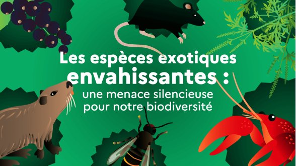 Espèces invasives en Europe : des progrès, mais la menace demeure