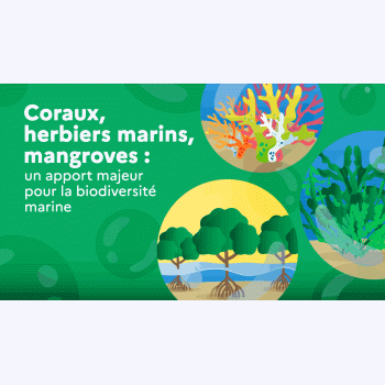 Coraux, mangroves, herbiers : des « architectes » menacés mais essentiels pour les fonds marins