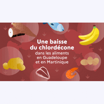 Alimentation : le chlordécone recule en Guadeloupe et Martinique