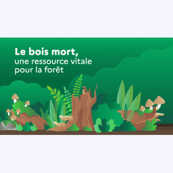 La biodiversité cachée du bois mort en forêt