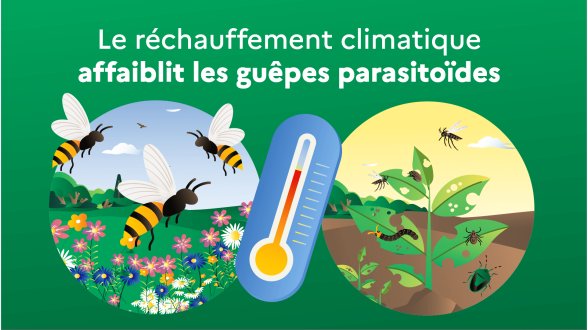Agriculture : la chaleur affaiblit des insectes qui protègent les cultures