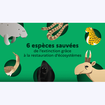 Biodiversité : 6 espèces sauvées en protégeant les milieux naturels