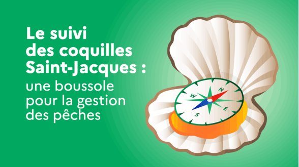 Coquilles Saint-Jacques : observer pour mieux pêcher
