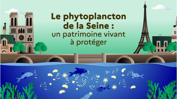 Dans la Seine, des sentinelles microscopiques indispensables