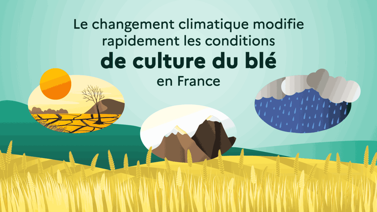 Le changement climatique modifie rapidement les conditions de culture du blé en France