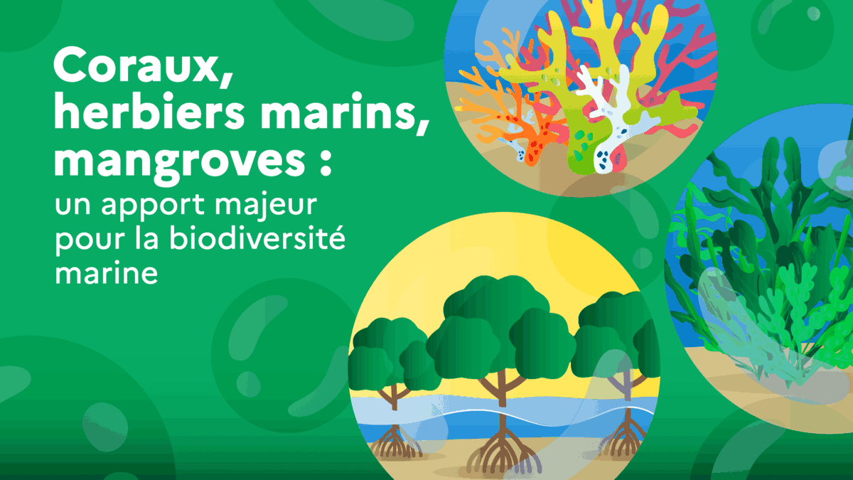 Coraux, herbiers marins, mangroves : un apport majeur pour la biodiversité marine