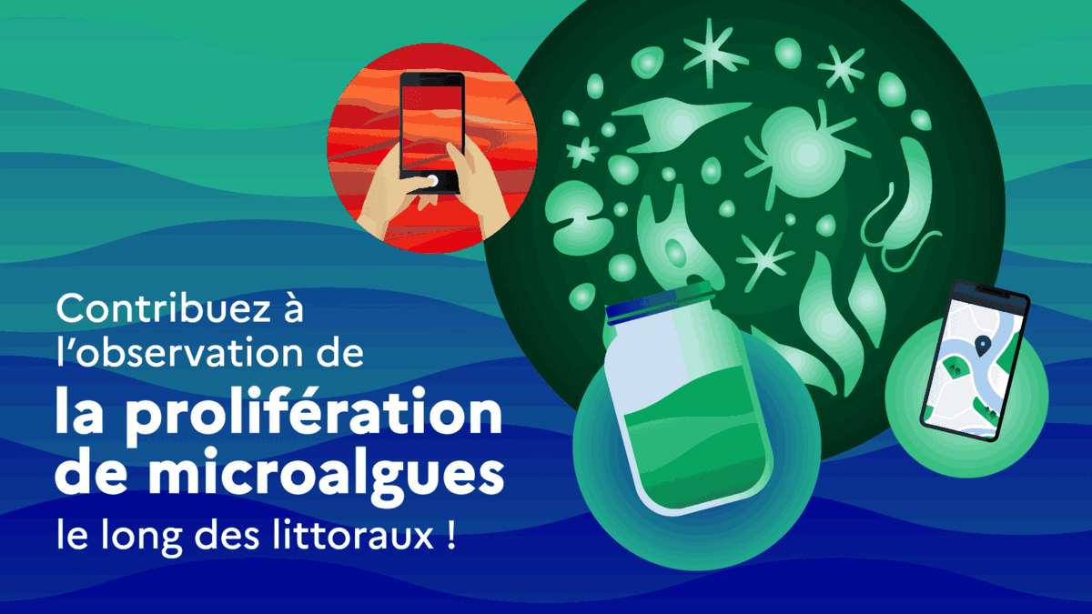 Contribuez à l'observation de la prolifération de microalgues le long des littoraux