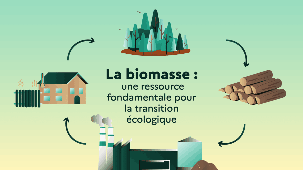 La biomasse : une ressource fondamentale pour la transition écologique