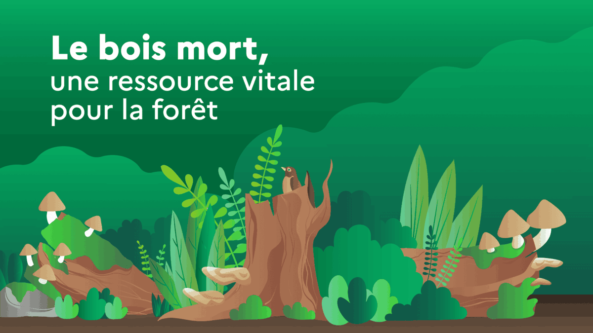 Le bois mort, une ressource vitale pour la forêt