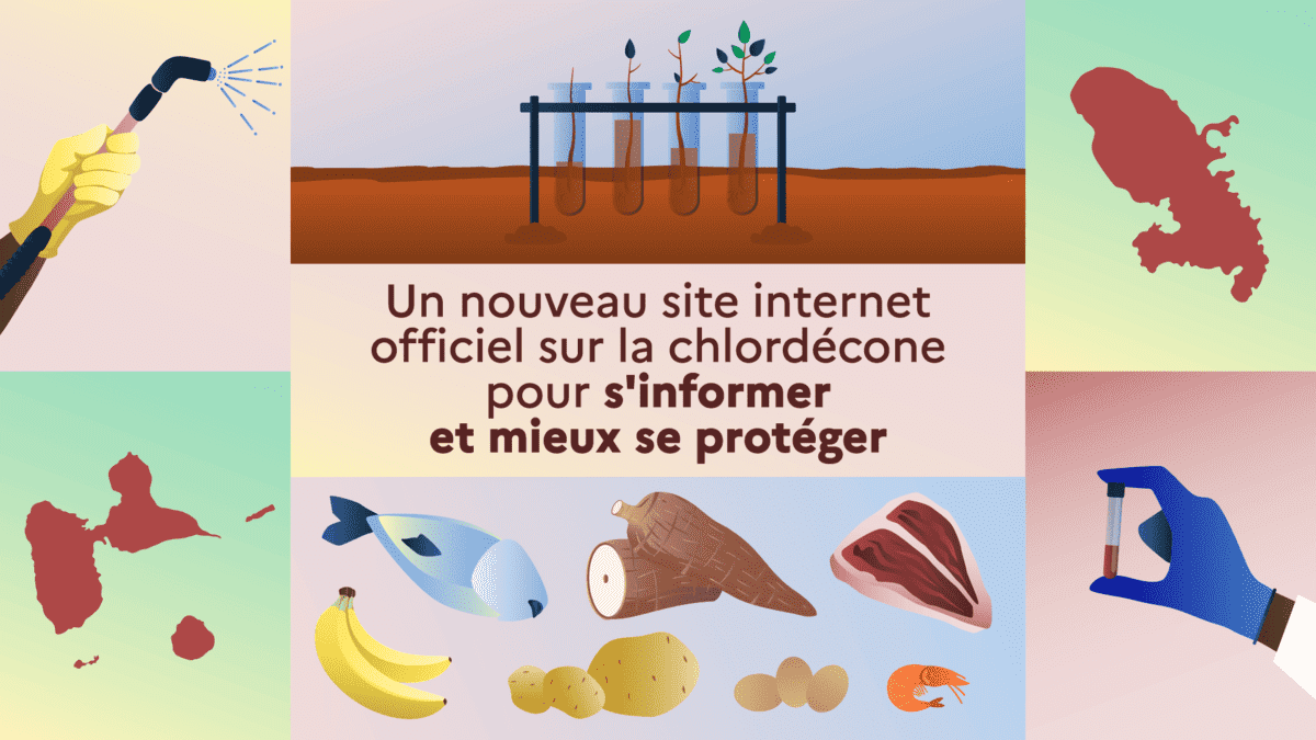 Un nouveau site internet officiel sur la chlordécone pour s'informer et mieux se protéger