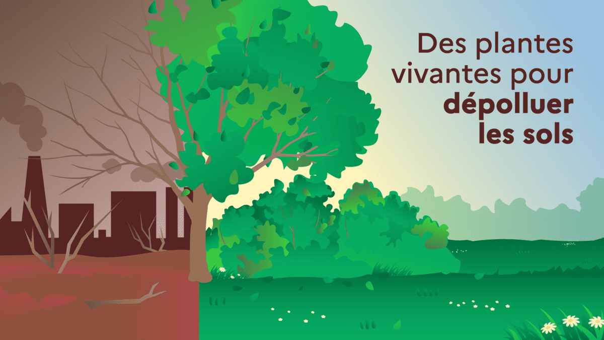 Des plantes vivantes pour dépolluer les sols
