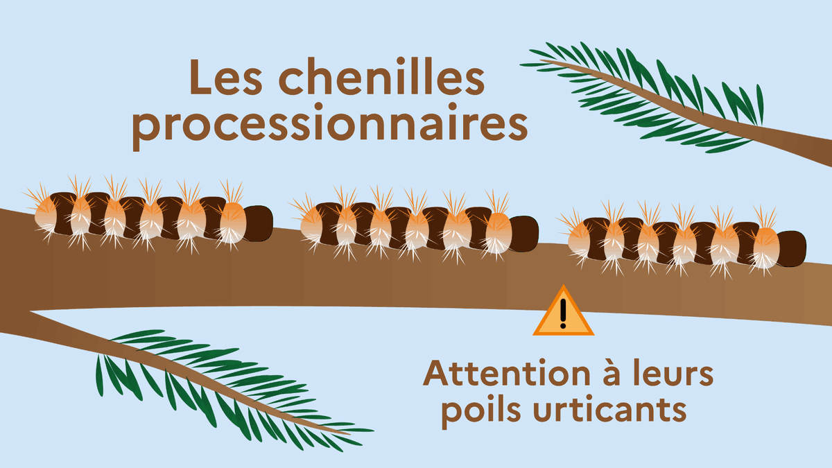 Les chenilles processionnaires, attention à leurs poils urticants
