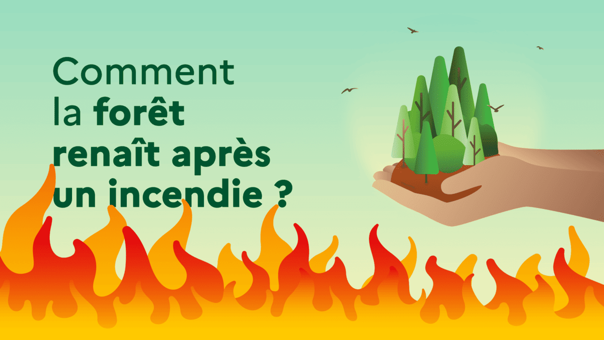 Comment la forêt renaît après un incendie ?