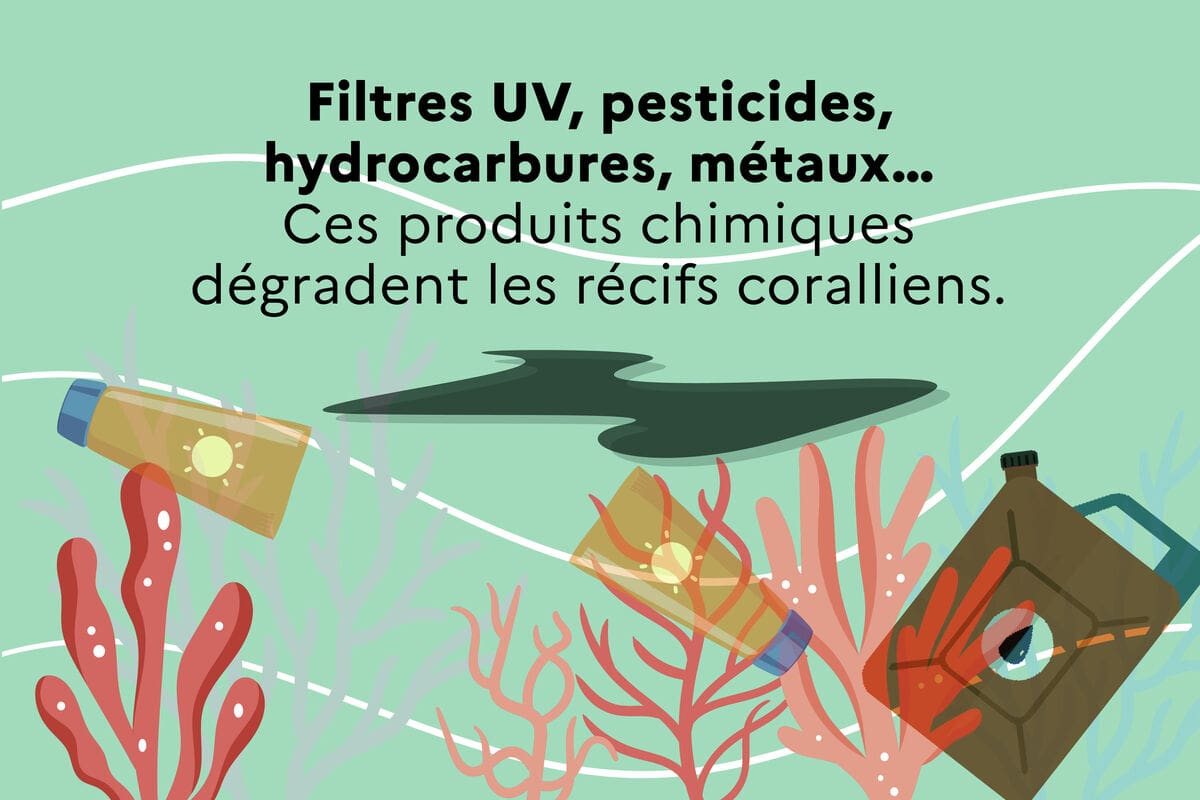 Filtres UV, pesticides, hydrocarbures, métaux... Ces produits chimiques dégradent les récifs coralliens.
