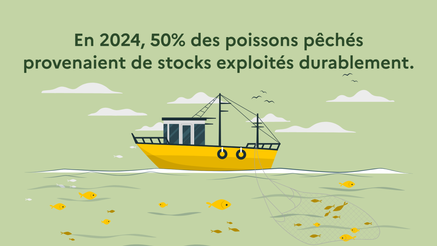 En 2024, 50% des poissons pêchés provenaient de stocks exploités durablement.